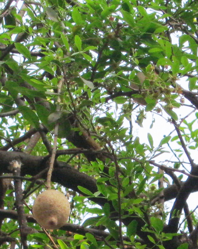 Limonia acidissima eFlora of India